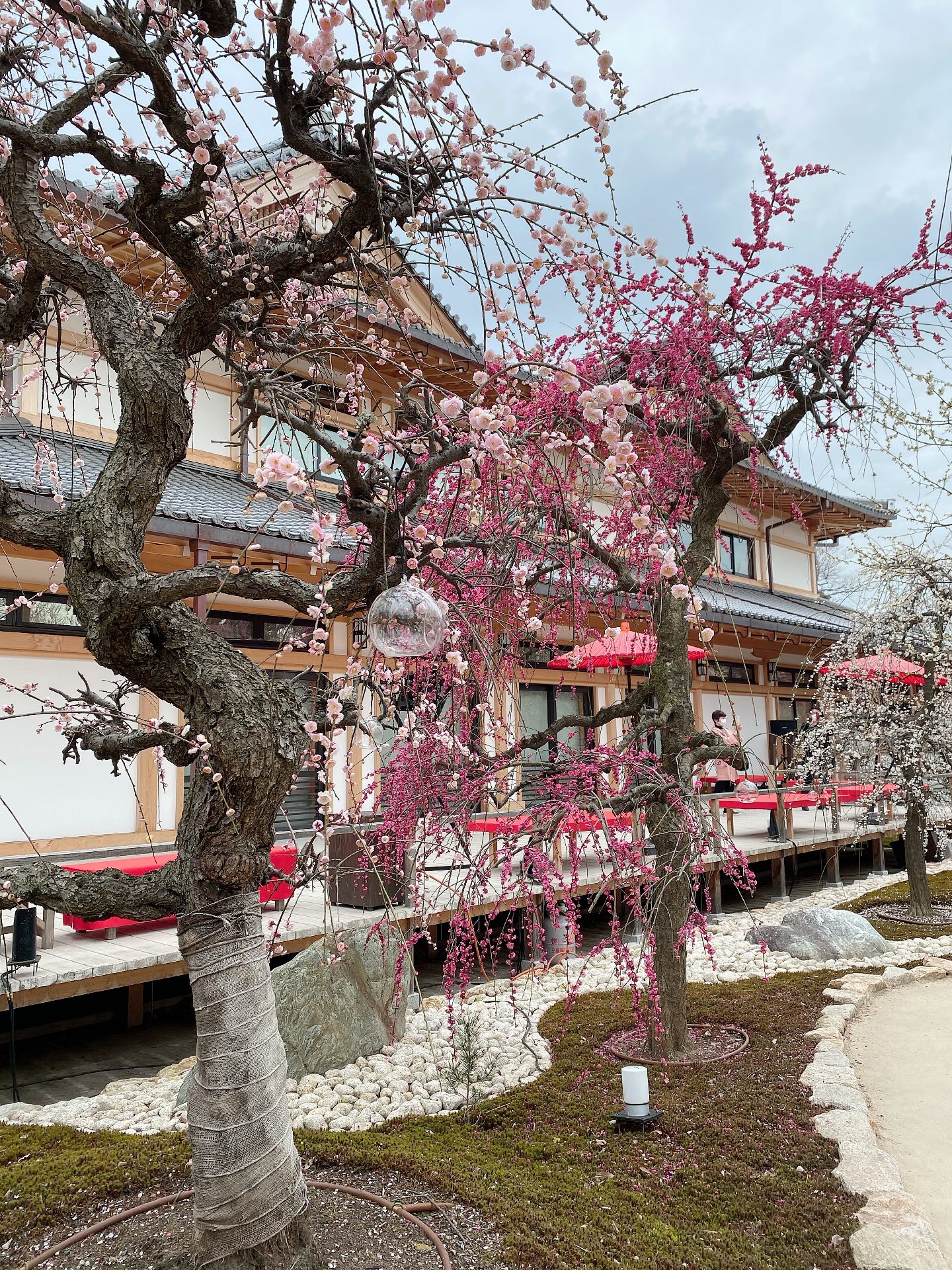 梅 京都 【2022】京都府内の梅の名所10選〜春を告げる気高き紅白の花