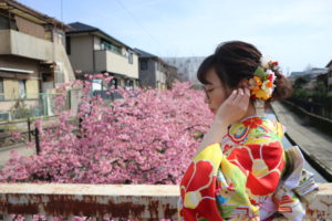 京都の淀水路の河津桜とイエローの振袖
