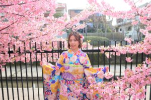 京都の淀水路の河津桜とブルーの振袖
