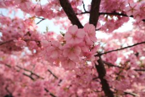 京都の淀水路の河津桜のアップ