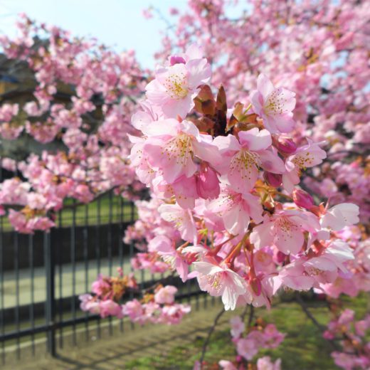京都の淀水路の河津桜