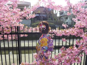 京都の淀の河津桜に囲まれて