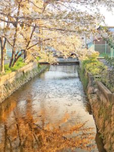 京都の桜のある風景