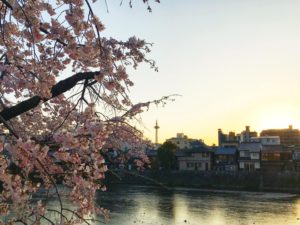 京都の桜と川