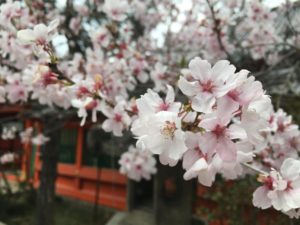 京都の桜